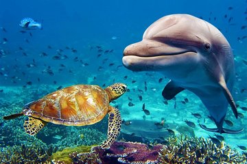Why Dubai Mall Aquarium Should Be on Your Bucket List in 2023: My Impression