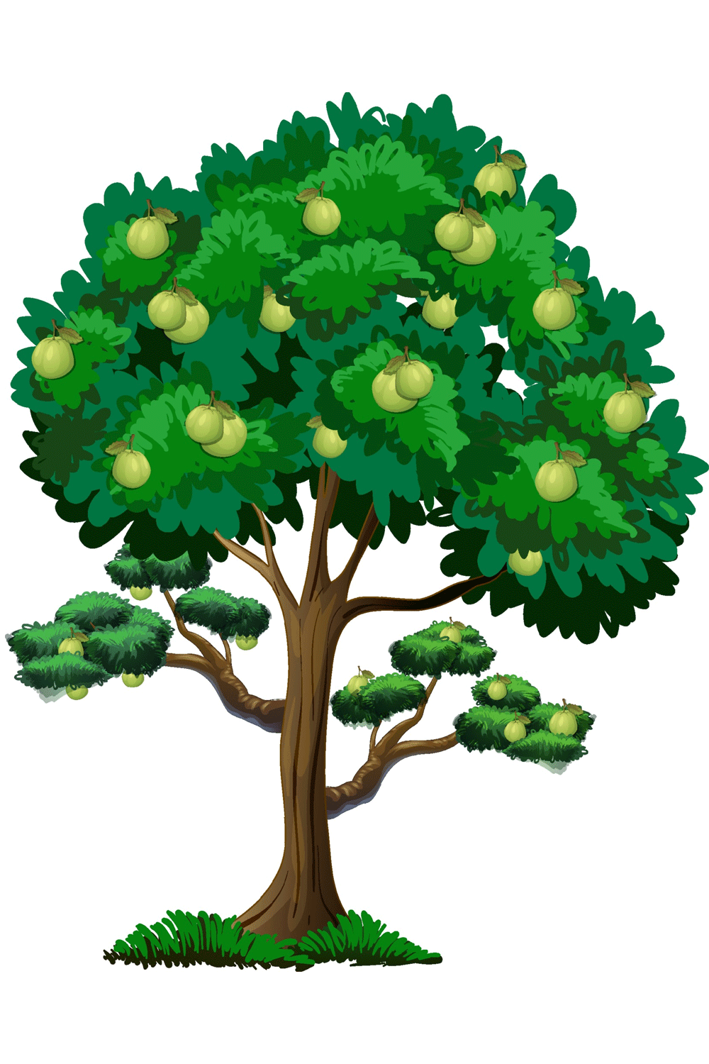 How to Draw Guava Tree Drawing